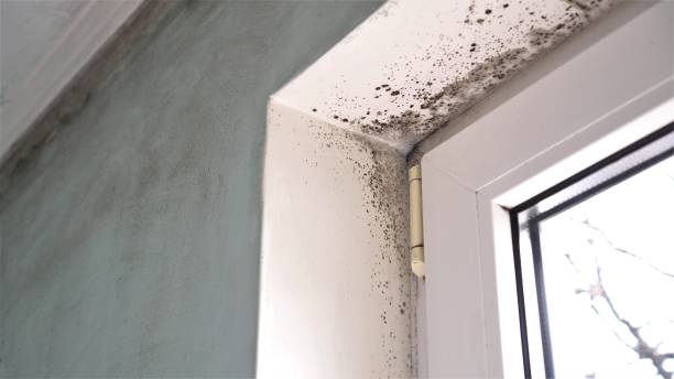 Best Office Mold Removal Services  in Newville, PA