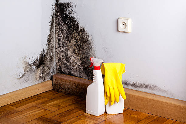 Best Fast Mold Removal  in Newville, PA