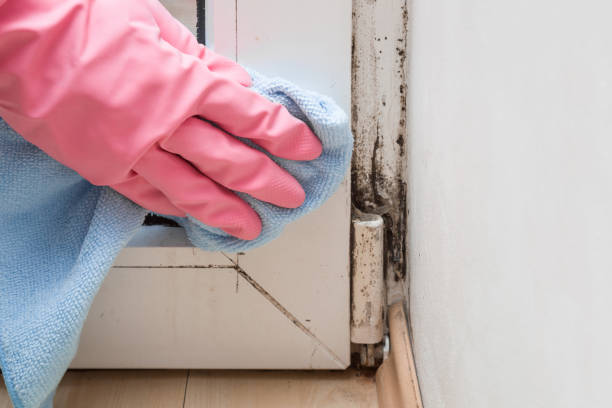 Best Black Mold Removal  in Newville, PA